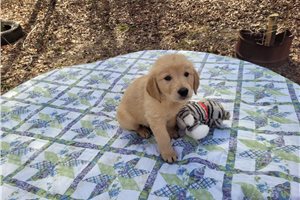 Dorminus - Golden Retriever for sale