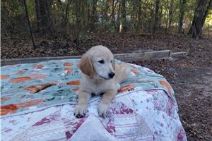 Pico - Golden Retriever for sale