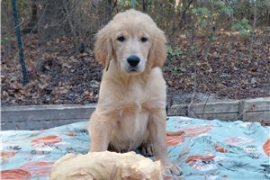 Lenus - Golden Retriever for sale