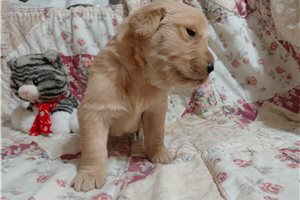 Maponos - Golden Retriever for sale
