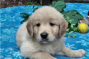 Sirona - Golden Retriever for sale
