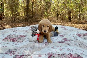 Lerina - Golden Retriever for sale