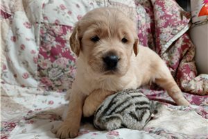 Cissonius - Golden Retriever for sale