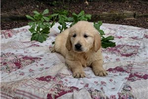 Caturix - Golden Retriever for sale