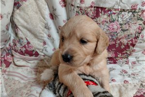 Coventina - puppy for sale