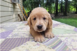 Daisy - puppy for sale