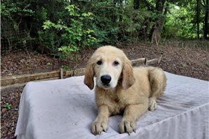 Carvonia - Golden Retriever for sale