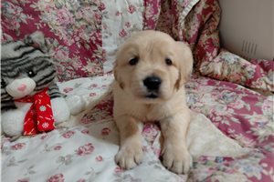 Caturix - Golden Retriever for sale