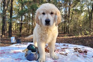 Pinto - Golden Retriever for sale
