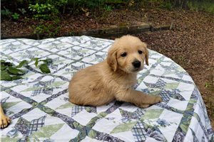 Bormana - Golden Retriever for sale