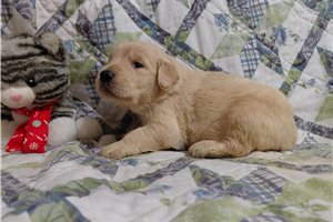 Camero - puppy for sale