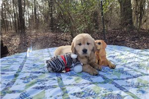 Deaa - Golden Retriever for sale