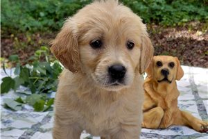 Belisama - Golden Retriever for sale