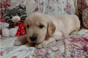 Glanis - Golden Retriever for sale