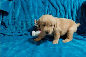 Lenus - Golden Retriever for sale