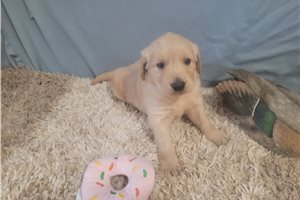 Borvo - Golden Retriever for sale