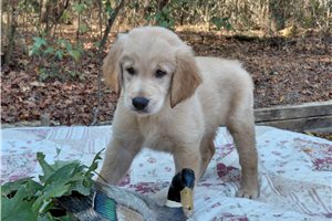 Macindog - Golden Retriever for sale