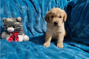 Niskus - Golden Retriever for sale