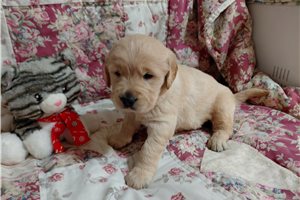 Cisa - Golden Retriever for sale