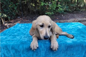 Sirona - Golden Retriever for sale