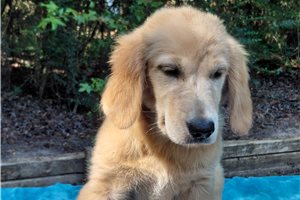 Vesunna - Golden Retriever for sale