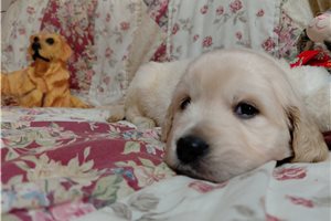 Grannus - Golden Retriever for sale