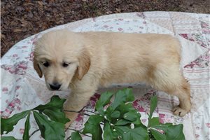 Cisa - Golden Retriever for sale