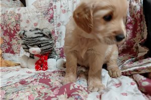 Lalonus - puppy for sale
