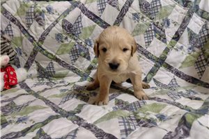 Mabon - puppy for sale