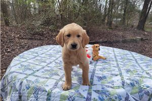 Arubias - Golden Retriever for sale