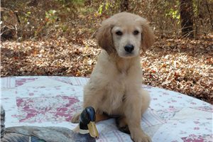 Erbina - Golden Retriever for sale