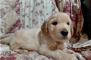 Mars - Golden Retriever for sale