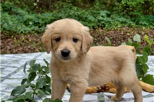 Borvo - Golden Retriever for sale