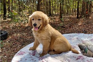 Lenus - Golden Retriever for sale