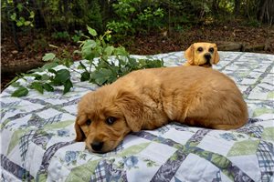 Bergusia - Golden Retriever for sale