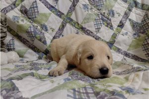 Reoh - puppy for sale