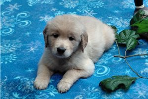 Vesunna - Golden Retriever for sale