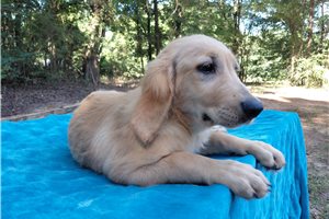 Sirona - Golden Retriever for sale