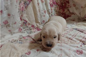 Lalonus - puppy for sale