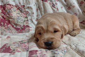 Niskus - Golden Retriever for sale
