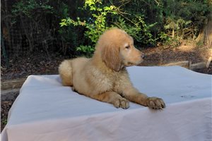Coventina - Golden Retriever for sale