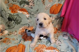 Lainey - puppy for sale