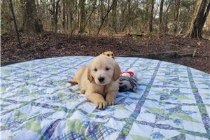 Sabrina - puppy for sale