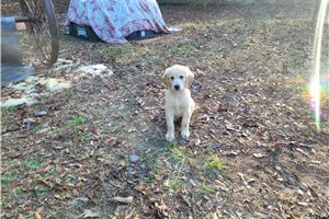 Peri - Golden Retriever for sale
