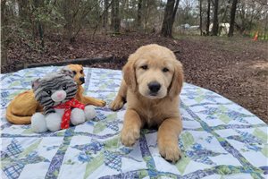 Condatis - Golden Retriever for sale