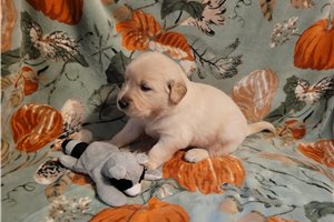 Cowboy - Golden Retriever for sale