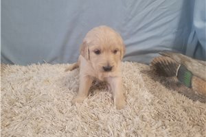 Britannia - puppy for sale