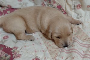 Mars - puppy for sale
