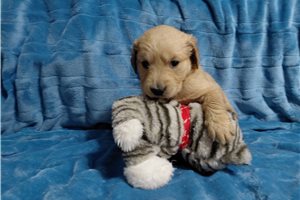 Erbina - Golden Retriever for sale