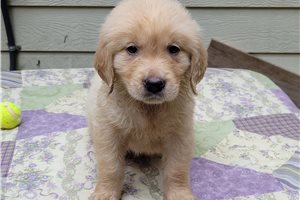 Pepper - puppy for sale